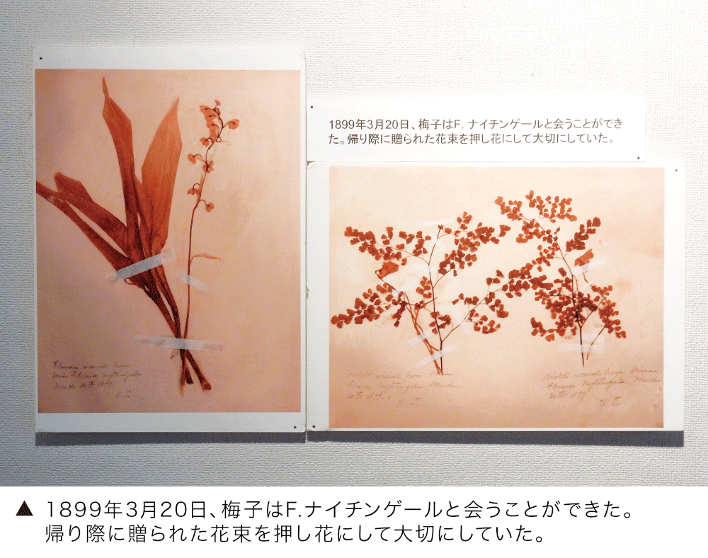 1899年3月20日、梅子はF.ナイチンゲールと会うことができた。帰り際に贈られた花束を押し花にして大切にしていた。